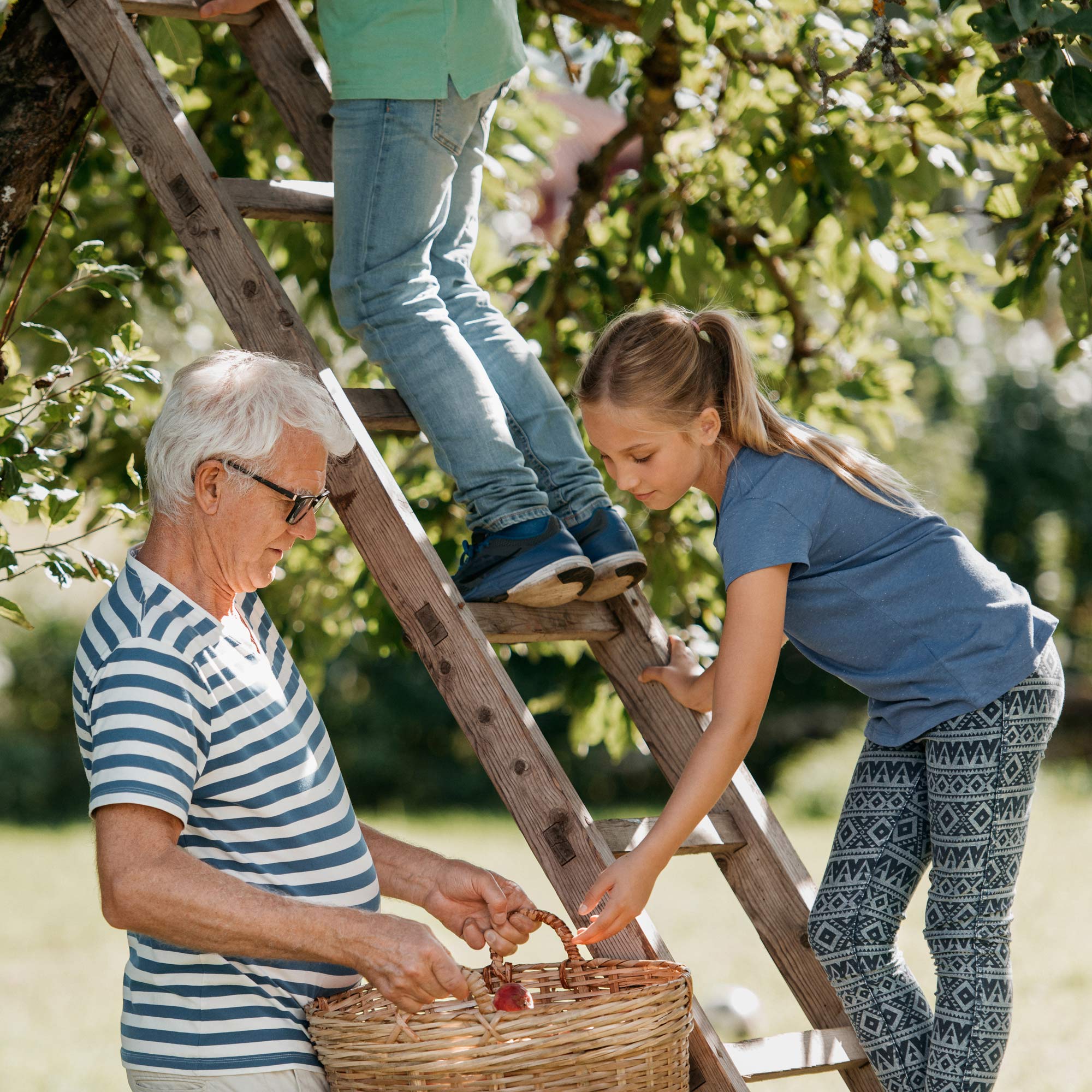 Farfar och två barn plockar äpplen med en stege